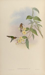 Phaethornis obscura = Phaethornis idaliae - John Gould